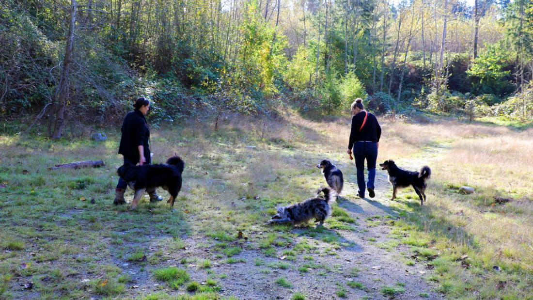 Four dogs at an off-leash field