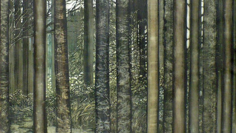 An image of a watercolour painting of being amid a forest with tall trees with thin trunks. There are ferns on the ground. 