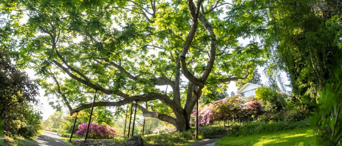 Heritage walnut tree at Darts Hill Garden Park