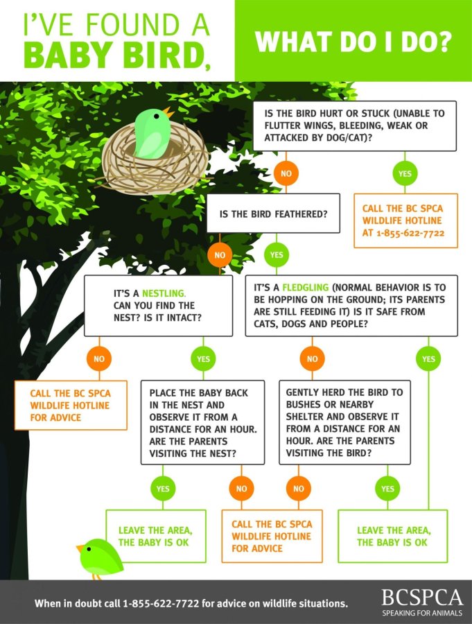 Baby bird infographic on what to do if you find one