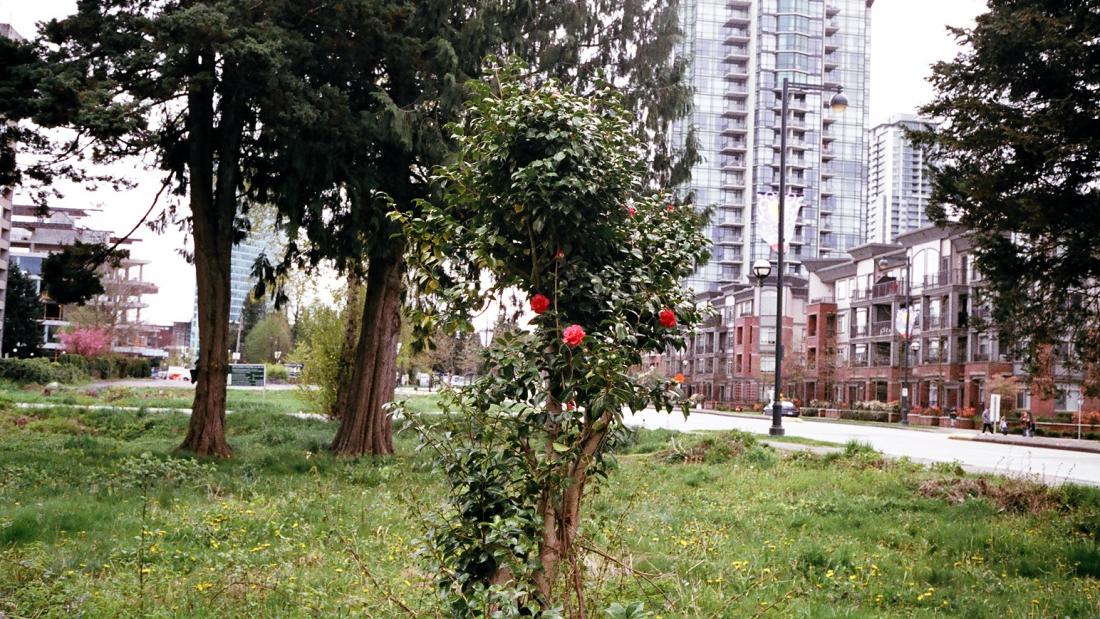 a rose bush in a vacant building lot