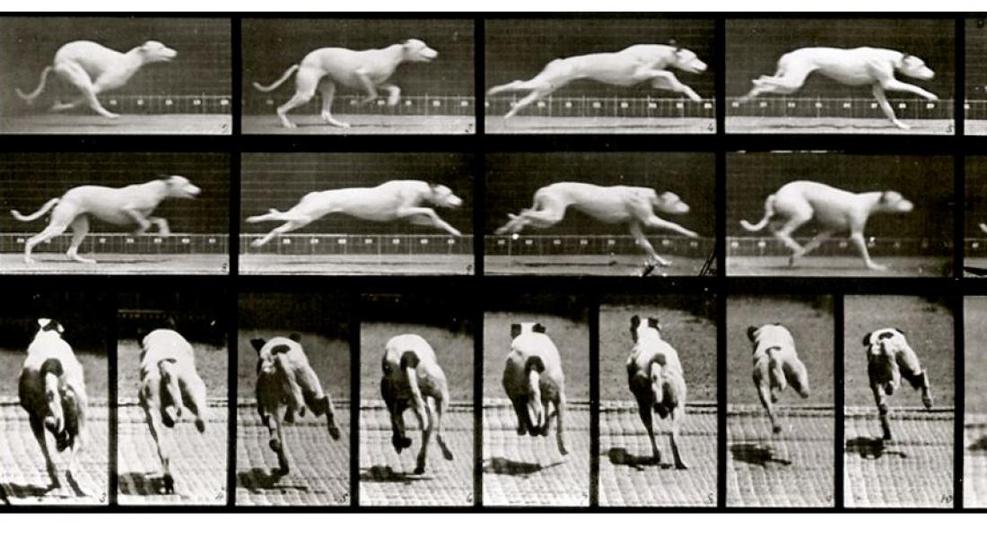 Zoopraxis: Eadweard Muybridge’s Animal Kingdom