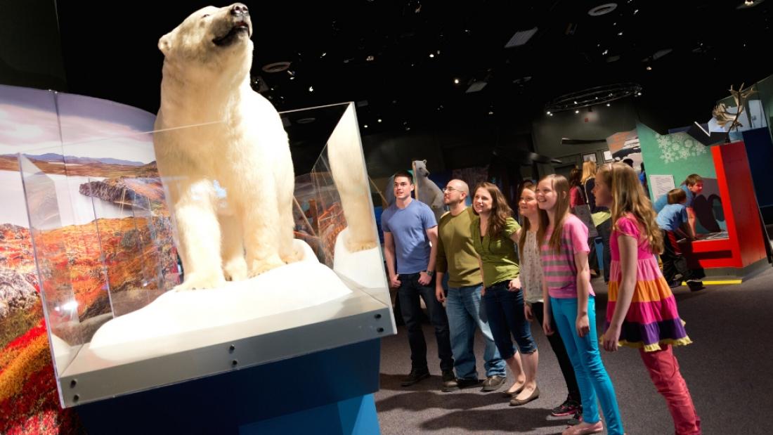 A polar bear at Arctic Voices