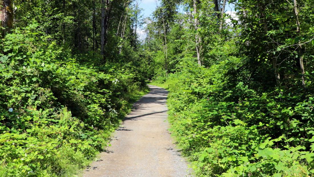 Natural trail surrounded by trees