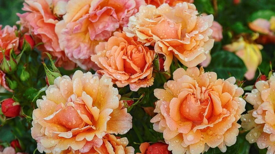 Orange roses with water drops