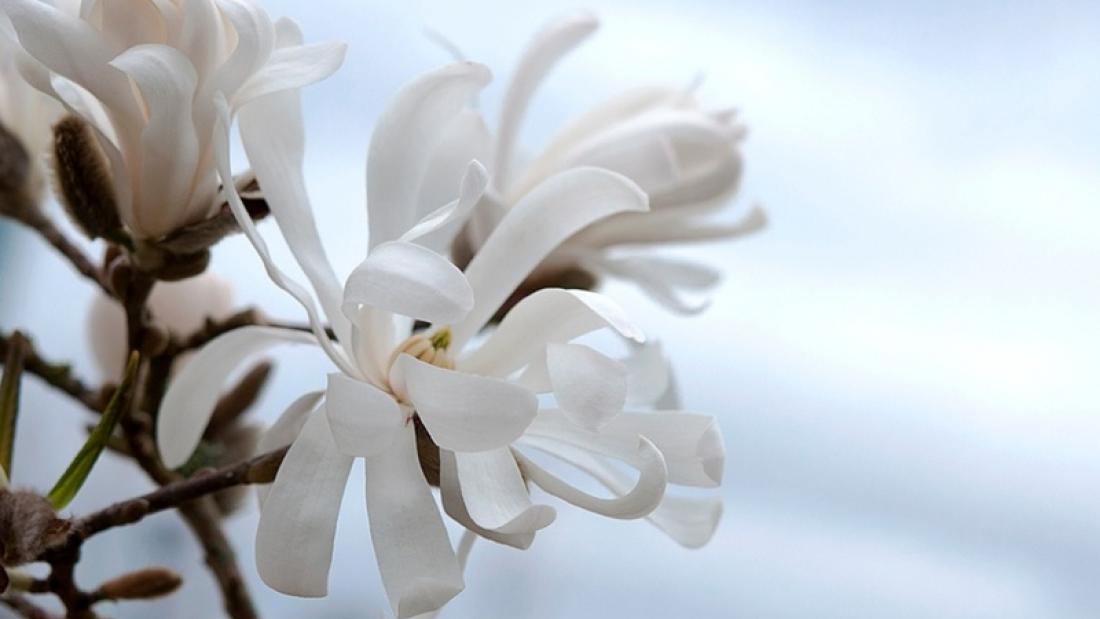 Closeup of white magnolias