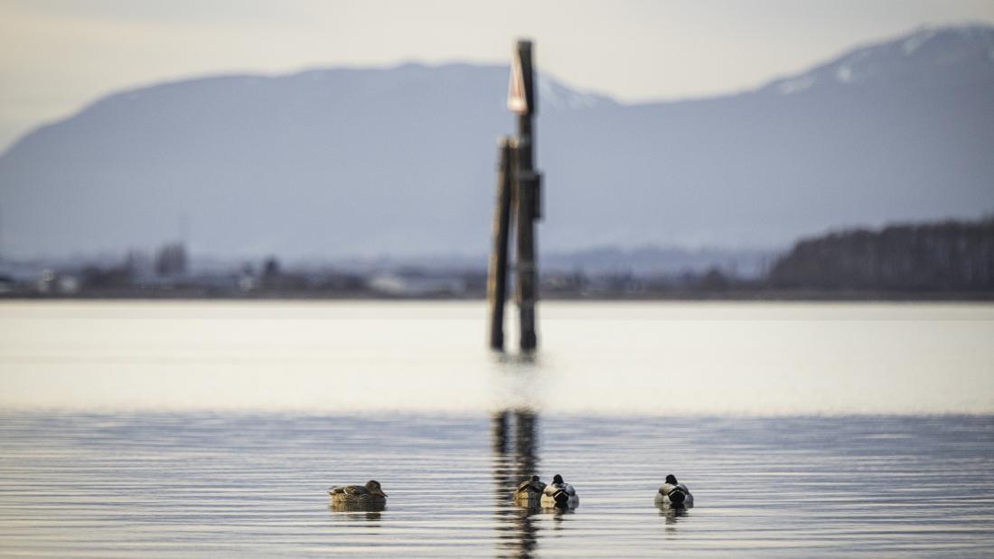 A group of ducks on the water at Blackie Spit Park.