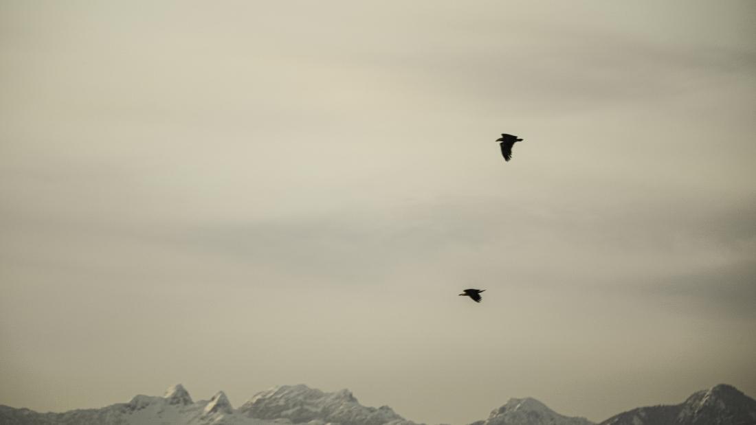 Blackie Spit Park Kites
