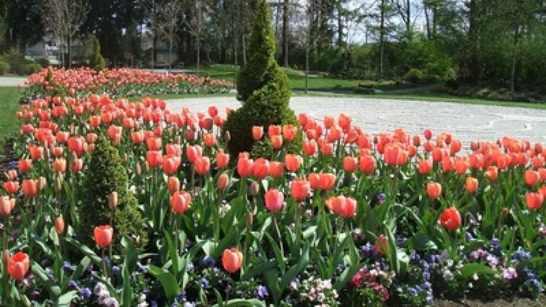 Tulips at Fleetwood Gardens