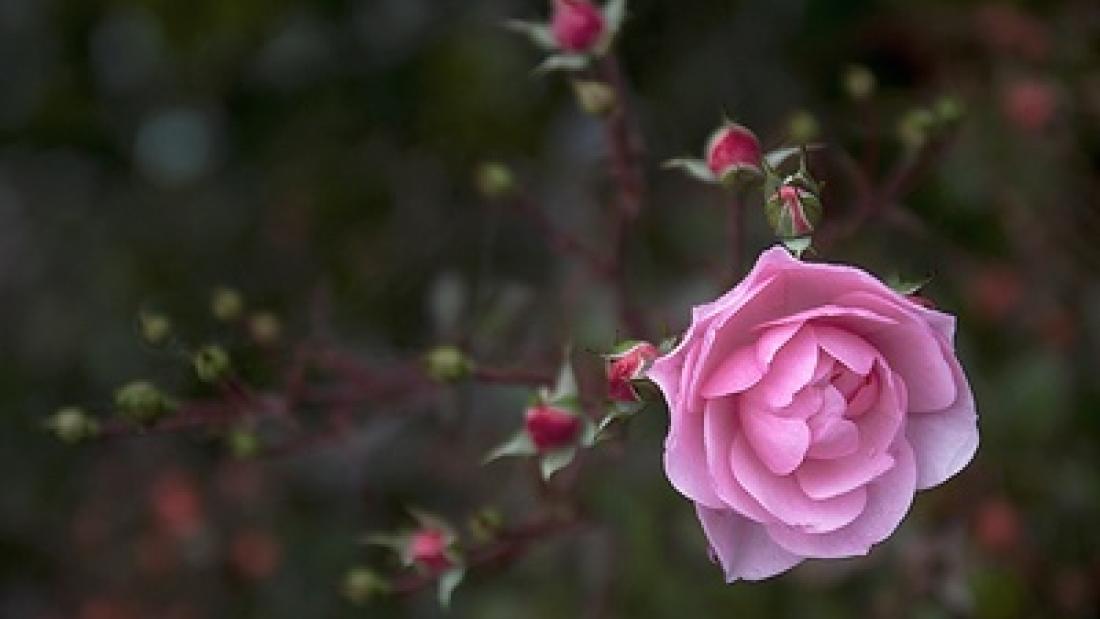 Rose in Hawthorne Gardens
