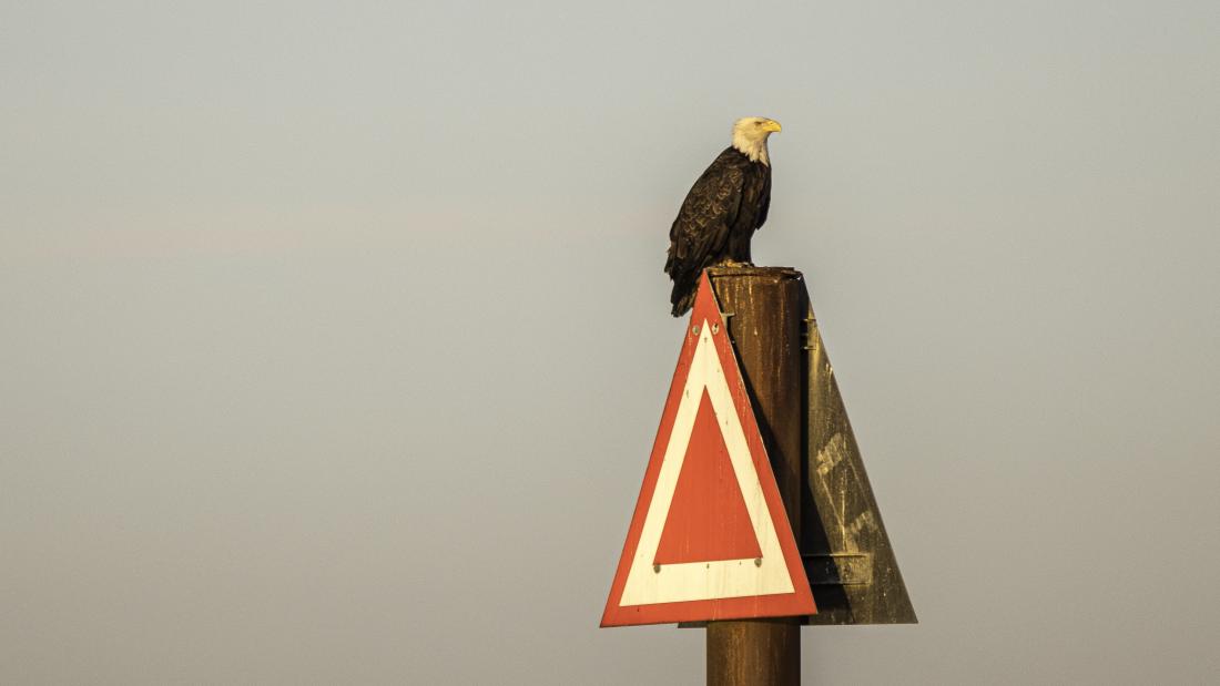An eagle perched on a triangular red warning sign