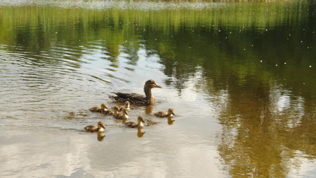 Ducks swimming in Green Timbers Lake