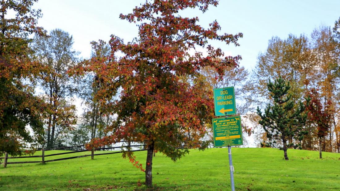 An autumn tree and green lawn with a dog off-leash sign