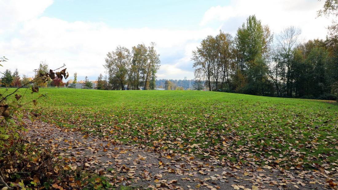 Grassy open field covered in fall leaves