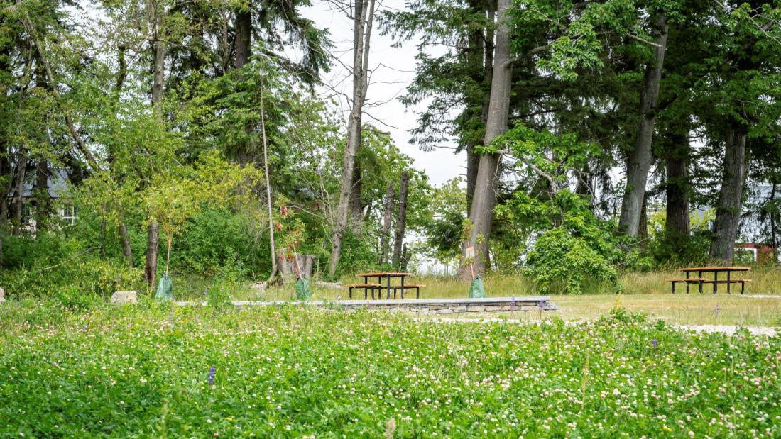 Green surroundings and a park bench