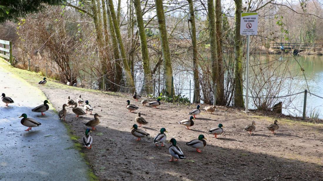 Ducks beside pond