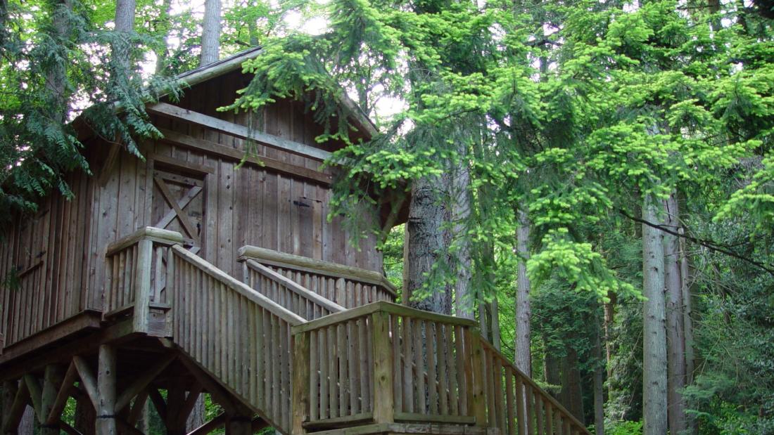 An old tree house with a staircase leading up to it in the forest