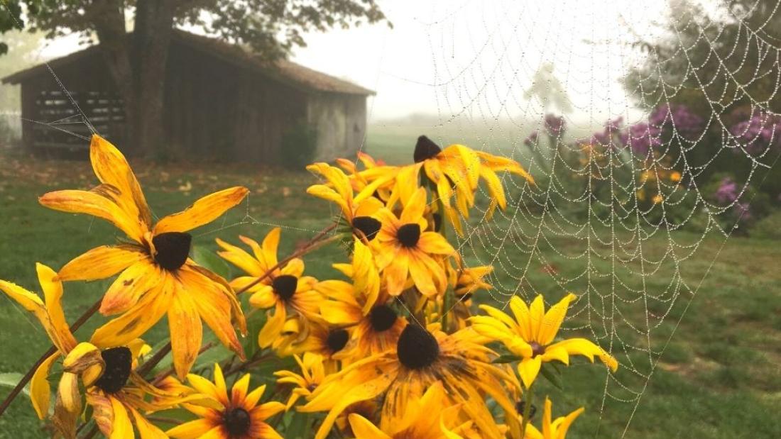 A spider web and flowers at the farm
