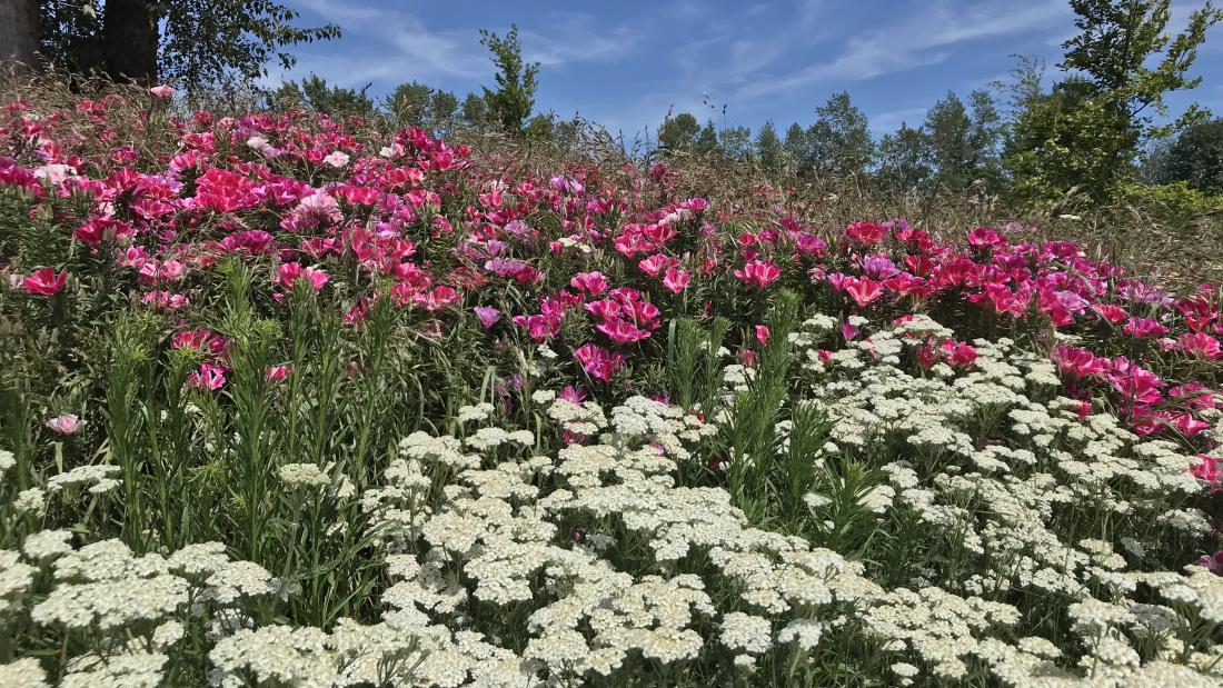 white and pink flowers in pollinator meadow