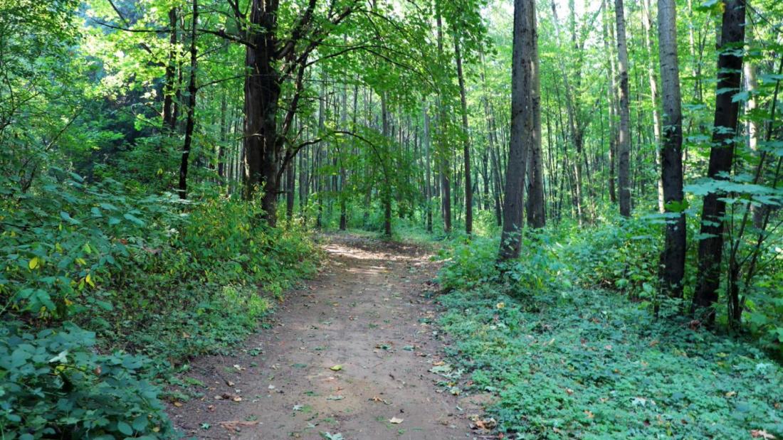 Campbell Heights Biodiversity Preserve Trail