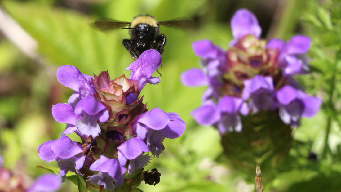 Purple flowers with a bumblebee.