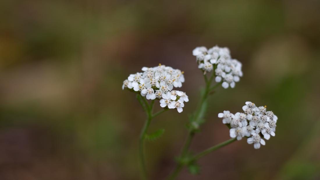 A plant with clusters of white flowers.