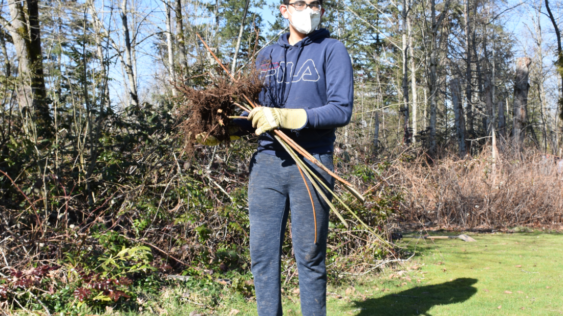 volunteer holding blackberry canes