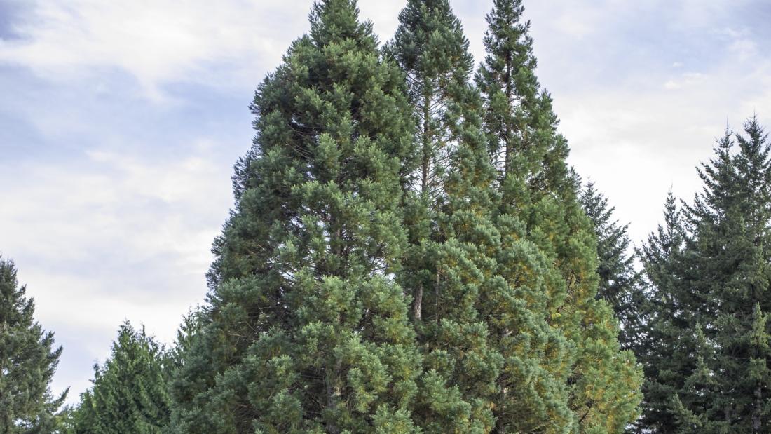 A sequoia tree.