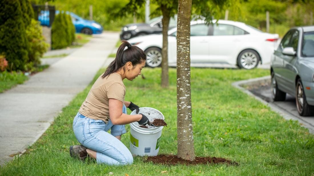 A person mulching a tree well.