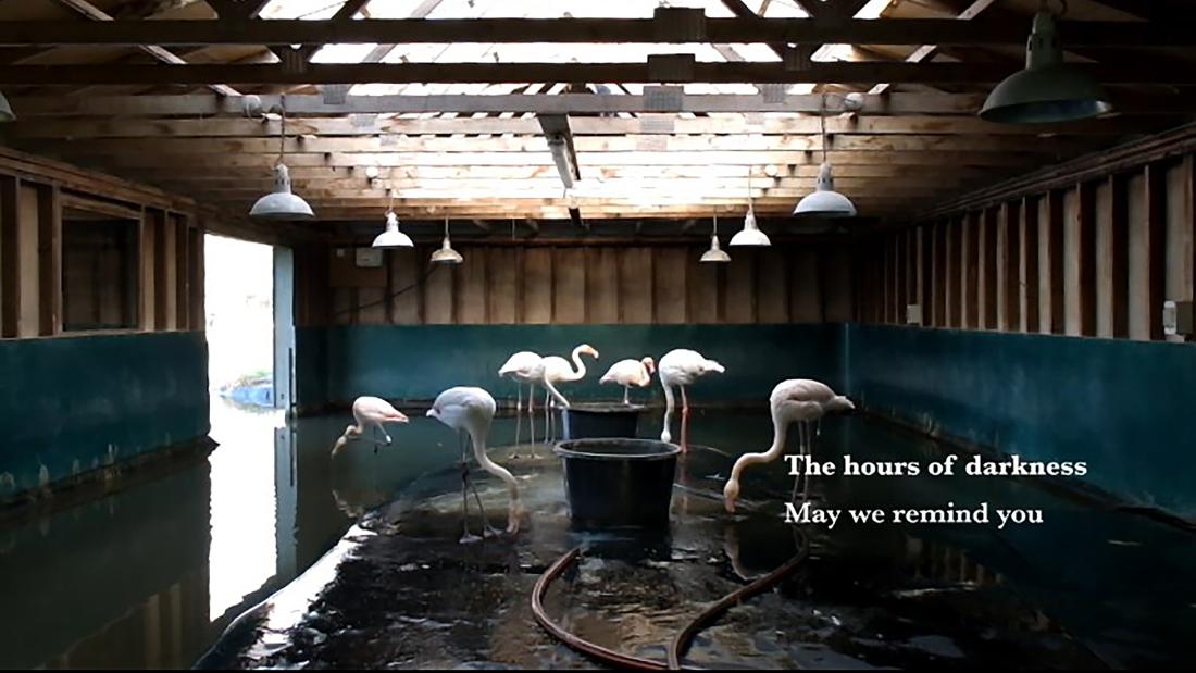Several flamingos stand in water in a wooden building with white lamps hanging from the rafters.
