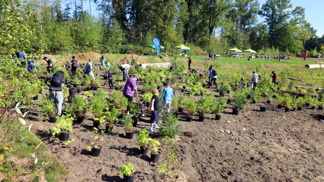 People planting trees and shrubs in a park.