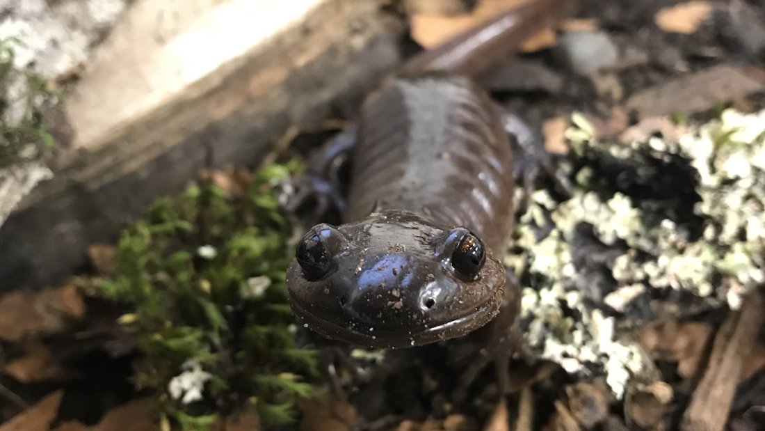 Sammy the salamander at the Surrey Nature Centre