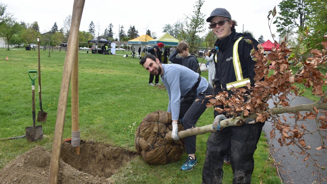 Two people planting a large tree in a park