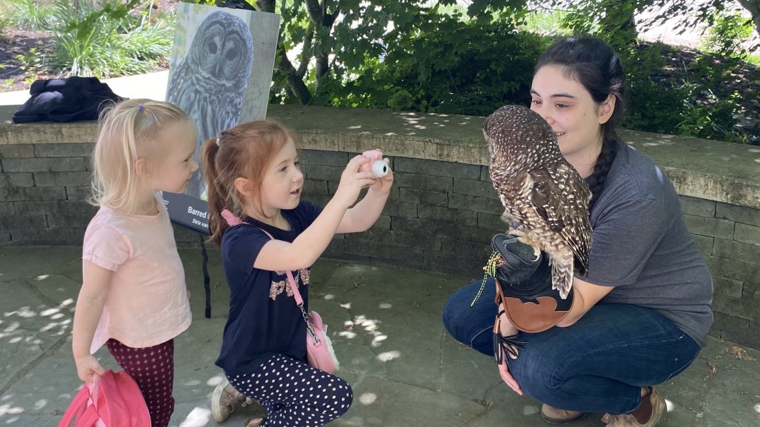 A person holding a barred owl with two children looking at it