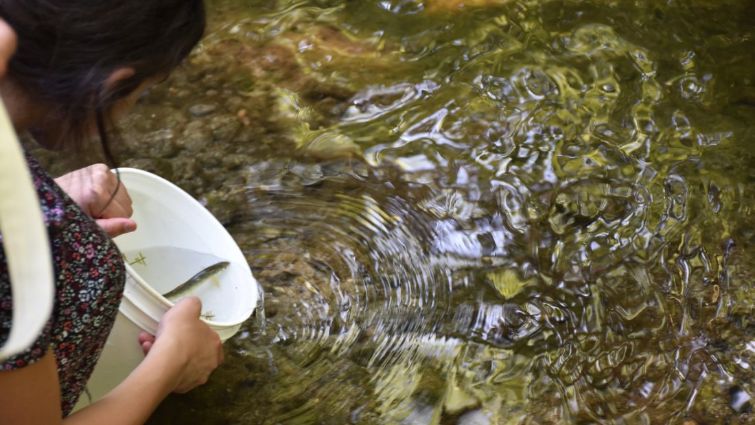 person releasing salmon fry from a bucket into a stream