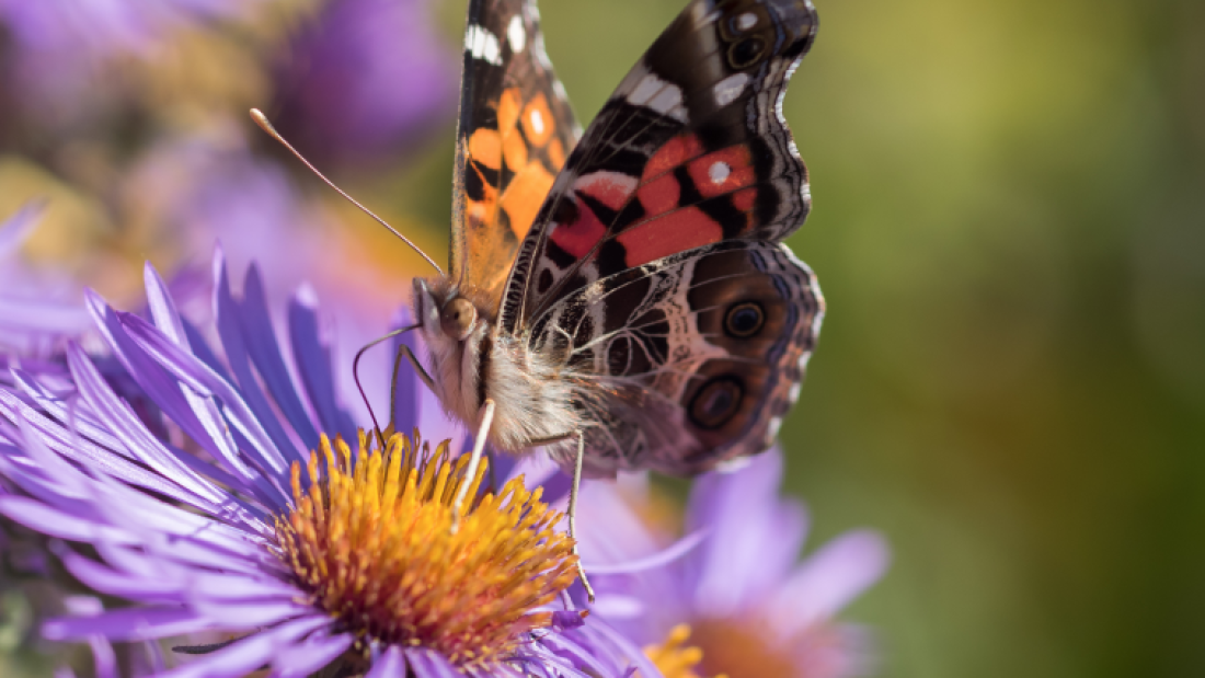 painted lady on an aster flower