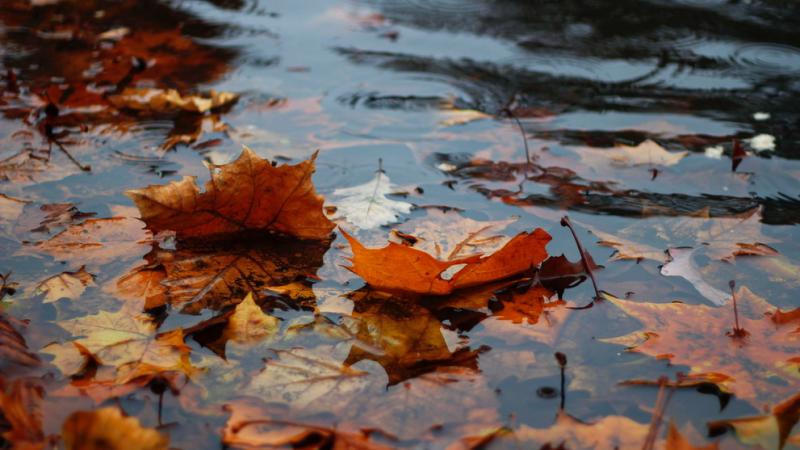 Fall leaves in a rain puddle.