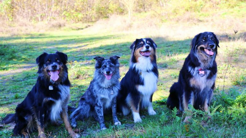 Four dogs posing at an off-leash grass area