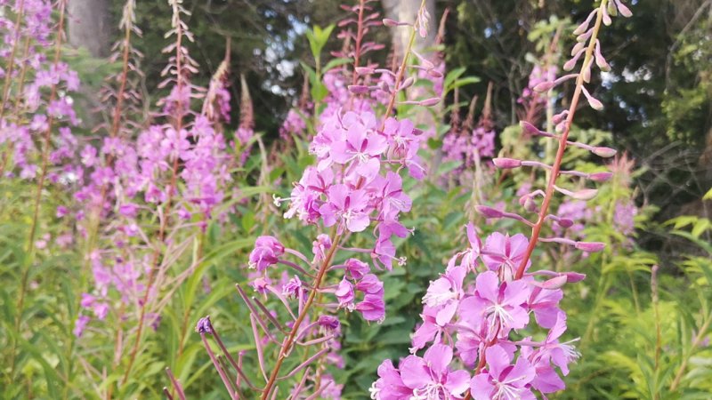 Pink fireweed flowers in a park