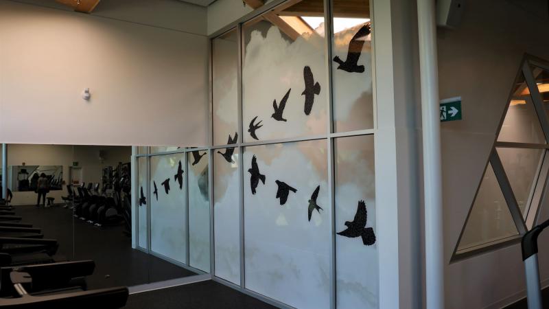 Six black silhouettes of birds on a window of a gym