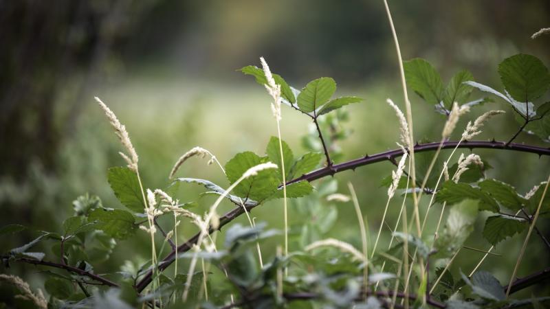 stem of blackberry in a field of grass