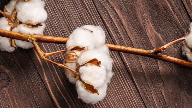 Raw cotton on a branch