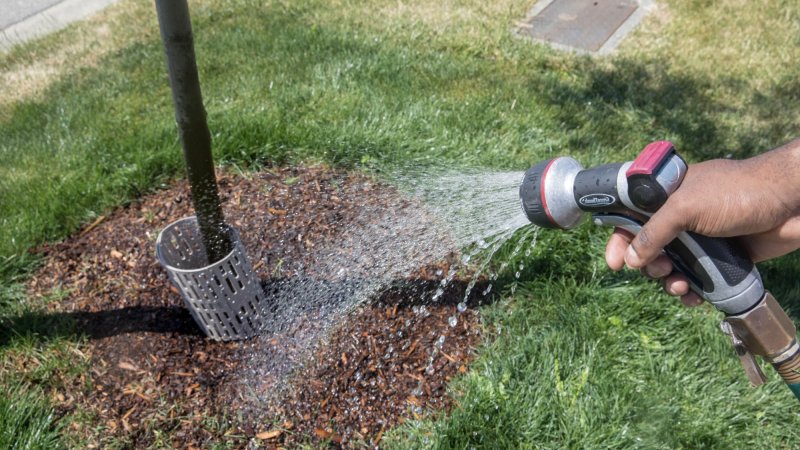 Person's hand holding a hose nozzle watering a tree well.