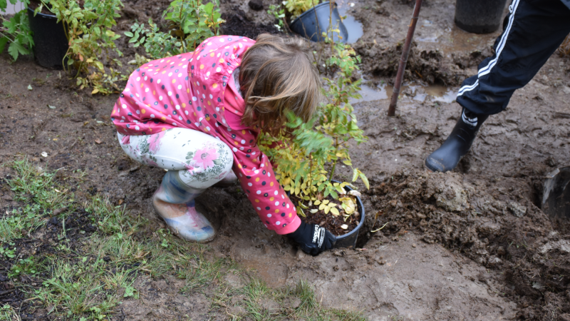 A child planting a shrub.