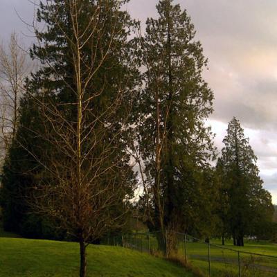 Sequoia Ridge Park
