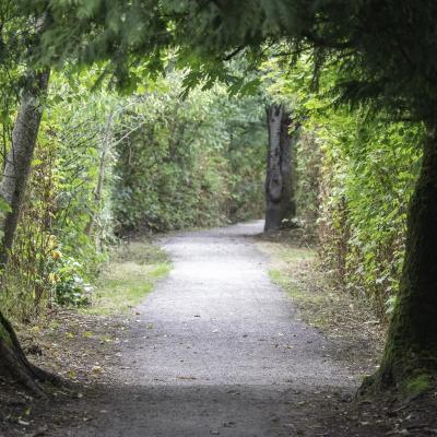 A park trail lined with trees on each side.