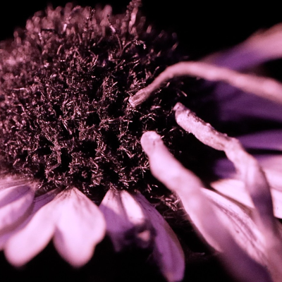 A close-up of a flower in neon purple lighting against a black background. 