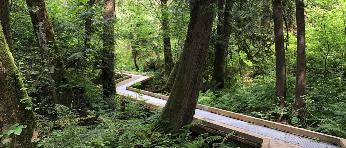 A boardwalk trail through a forest