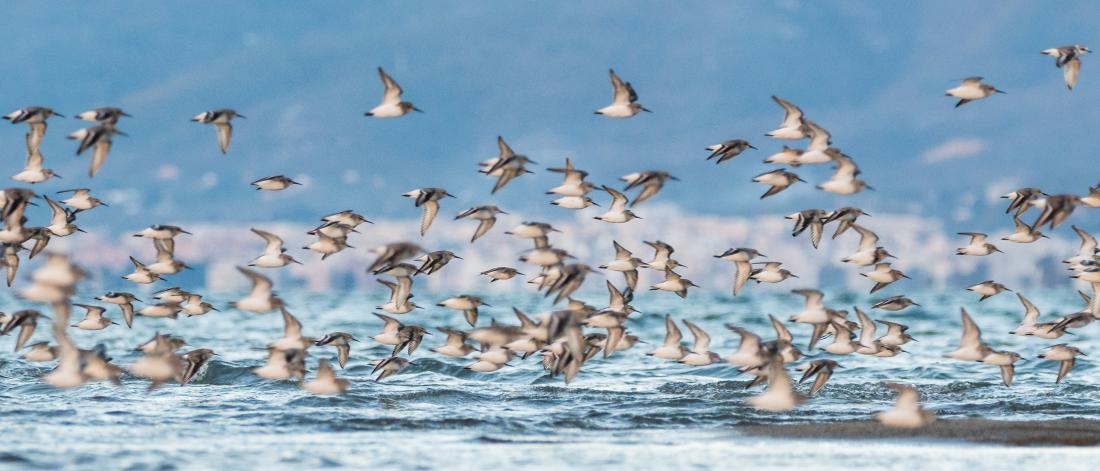 Flock of Dunlins flying over the water