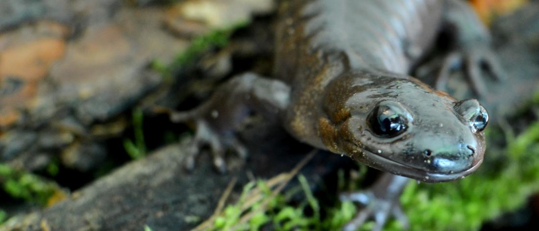 Surrey Nature Centre - Sammy the Salamander